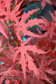 - Acer palmatum 'Waveleaf' Japanese Maple - Mr Maple │ Buy Japanese Maple Trees