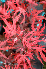 - Acer palmatum 'Waveleaf' Japanese Maple - Mr Maple │ Buy Japanese Maple Trees