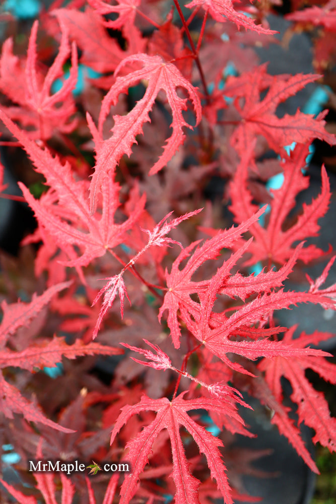 - Acer palmatum 'Waveleaf' Japanese Maple - Mr Maple │ Buy Japanese Maple Trees
