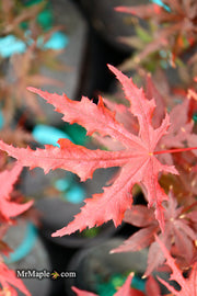 - Acer palmatum 'Waveleaf' Japanese Maple - Mr Maple │ Buy Japanese Maple Trees