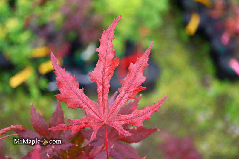 - Acer palmatum 'Waveleaf' Japanese Maple - Mr Maple │ Buy Japanese Maple Trees