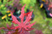 - Acer palmatum 'Waveleaf' Japanese Maple - Mr Maple │ Buy Japanese Maple Trees