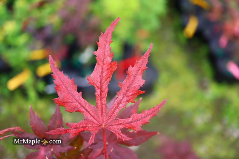 - Acer palmatum 'Waveleaf' Japanese Maple - Mr Maple │ Buy Japanese Maple Trees
