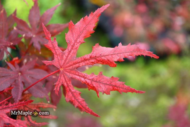 - Acer palmatum 'Waveleaf' Japanese Maple - Mr Maple │ Buy Japanese Maple Trees