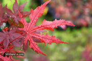 - Acer palmatum 'Waveleaf' Japanese Maple - Mr Maple │ Buy Japanese Maple Trees