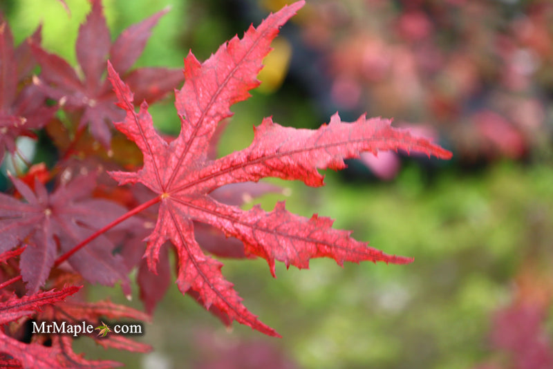 - Acer palmatum 'Waveleaf' Japanese Maple - Mr Maple │ Buy Japanese Maple Trees
