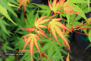 - Acer palmatum 'Alan's Gold' Pinebark Japanese Maple - Mr Maple │ Buy Japanese Maple Trees