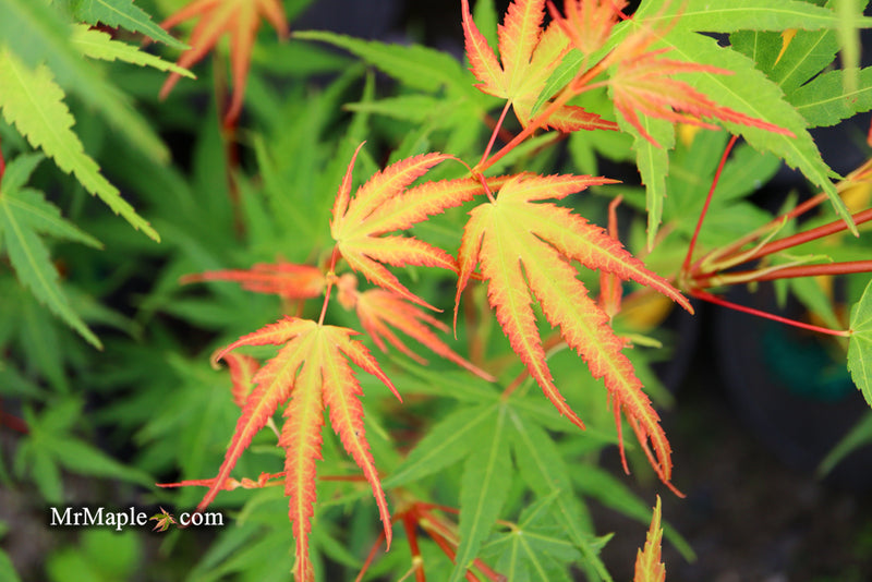 - Acer palmatum 'Alan's Gold' Pinebark Japanese Maple - Mr Maple │ Buy Japanese Maple Trees