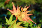 - Acer palmatum 'Alan's Gold' Pinebark Japanese Maple - Mr Maple │ Buy Japanese Maple Trees