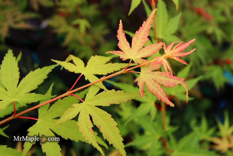 - Acer palmatum 'Alan's Gold' Pinebark Japanese Maple - Mr Maple │ Buy Japanese Maple Trees