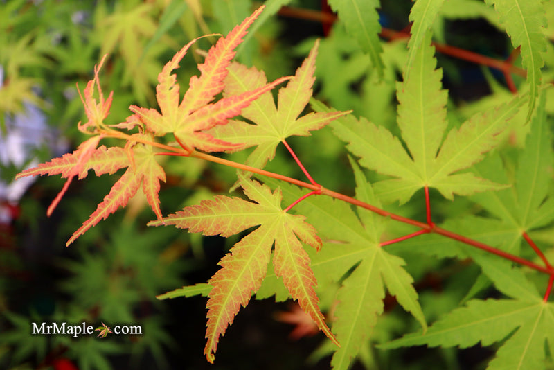 - Acer palmatum 'Alan's Gold' Pinebark Japanese Maple - Mr Maple │ Buy Japanese Maple Trees