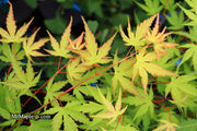 - Acer palmatum 'Alan's Gold' Pinebark Japanese Maple - Mr Maple │ Buy Japanese Maple Trees