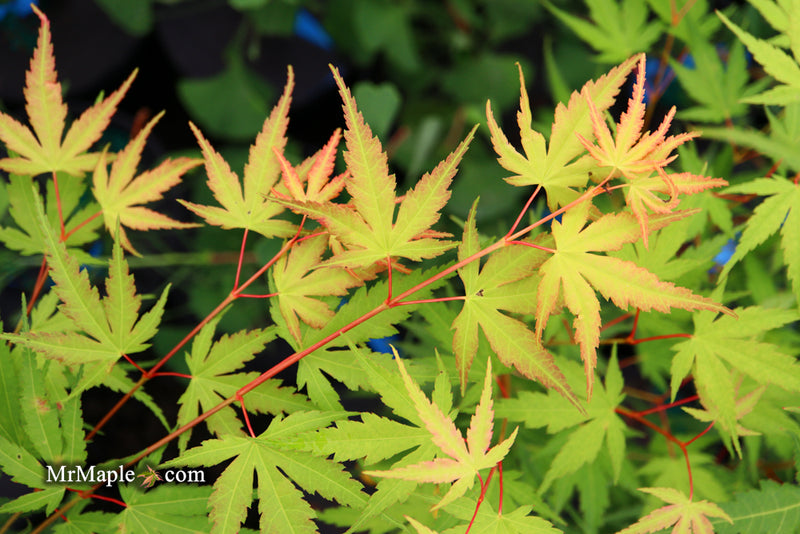 - Acer palmatum 'Alan's Gold' Pinebark Japanese Maple - Mr Maple │ Buy Japanese Maple Trees