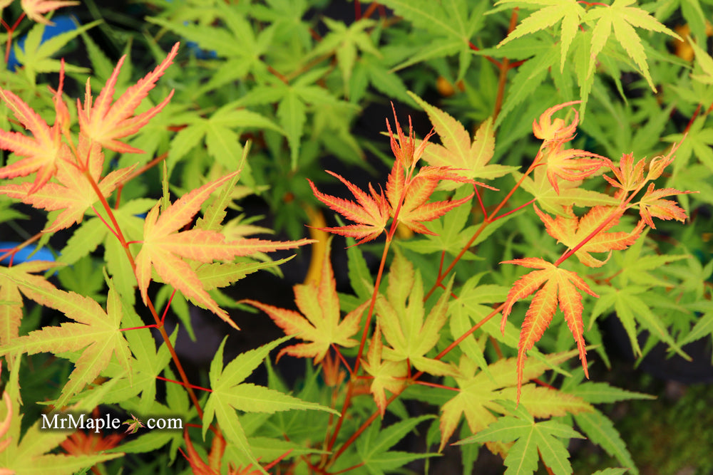 Acer palmatum 'Allen's Gold' Pinebark Japanese Maple