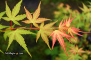 - Acer palmatum 'Alan's Gold' Pinebark Japanese Maple - Mr Maple │ Buy Japanese Maple Trees
