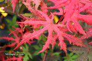- Acer palmatum 'Celebration' Japanese Maple - Mr Maple │ Buy Japanese Maple Trees
