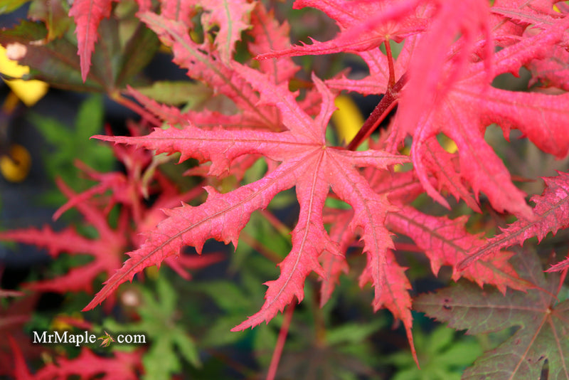 - Acer palmatum 'Celebration' Japanese Maple - Mr Maple │ Buy Japanese Maple Trees