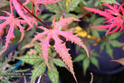 - Acer palmatum 'Celebration' Japanese Maple - Mr Maple │ Buy Japanese Maple Trees
