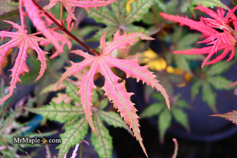 - Acer palmatum 'Celebration' Japanese Maple - Mr Maple │ Buy Japanese Maple Trees