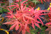 - Acer palmatum 'Celebration' Japanese Maple - Mr Maple │ Buy Japanese Maple Trees