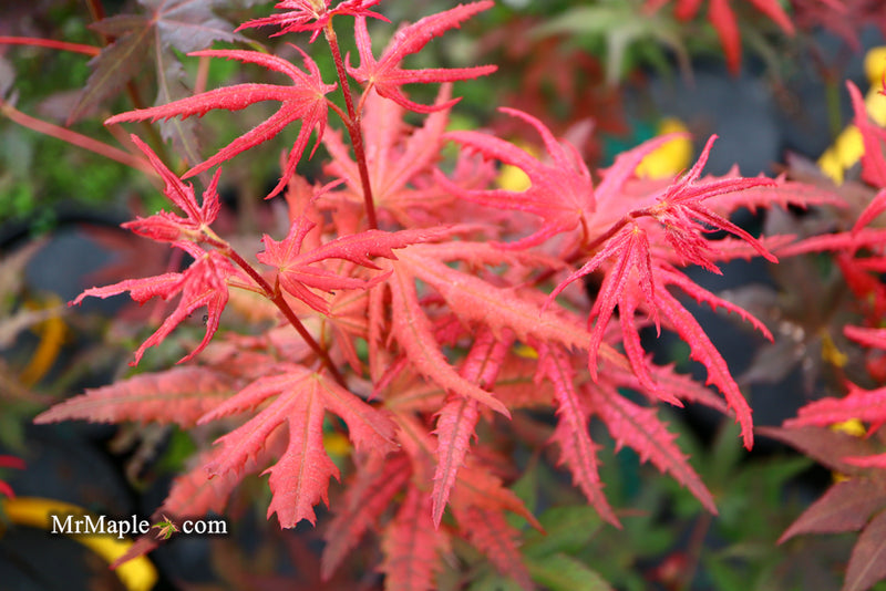 - Acer palmatum 'Celebration' Japanese Maple - Mr Maple │ Buy Japanese Maple Trees