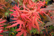 - Acer palmatum 'Celebration' Japanese Maple - Mr Maple │ Buy Japanese Maple Trees