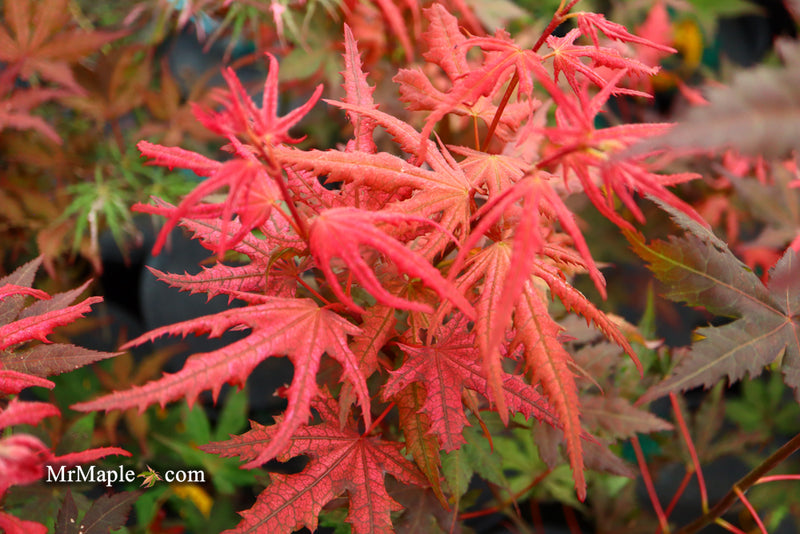 - Acer palmatum 'Celebration' Japanese Maple - Mr Maple │ Buy Japanese Maple Trees