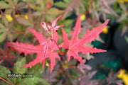 - Acer palmatum 'Celebration' Japanese Maple - Mr Maple │ Buy Japanese Maple Trees