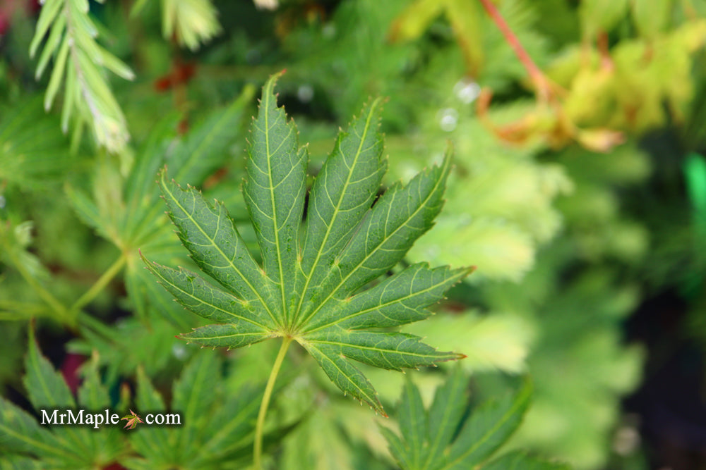Acer palmatum ‘Green Trompenburg' Rare Japanese Maple