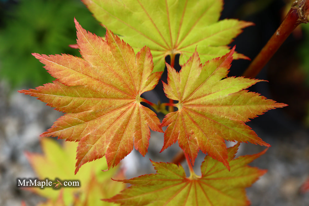 Acer shirasawanum 'Aureum' Golden Full Moon Japanese Maple