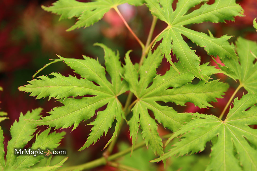 FOR PICKUP ONLY | Acer palmatum 'Sister Ghost' Japanese Maple | DOES NOT SHIP