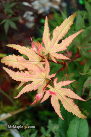 - Acer palmatum 'Amber Ghost' Japanese Maple - Mr Maple │ Buy Japanese Maple Trees