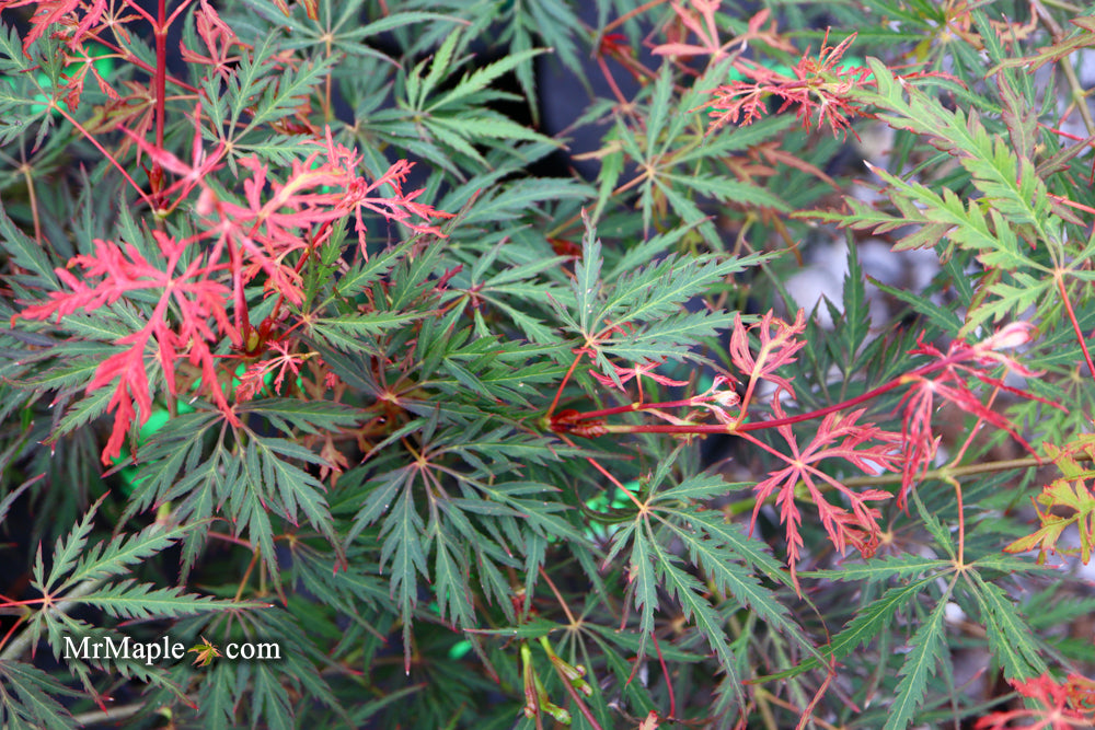 Acer palmatum 'Heartbeat' Weeping Red Japanese Maple