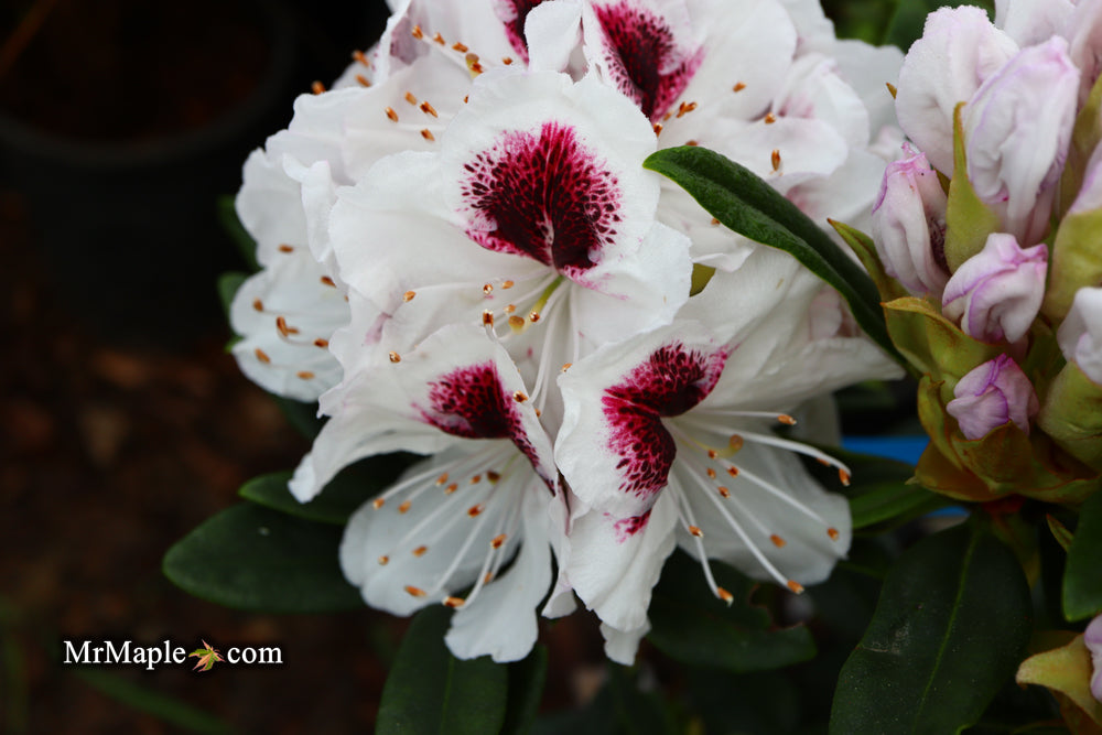 Rhododendron 'Sapporo' Evergreen White Blooms