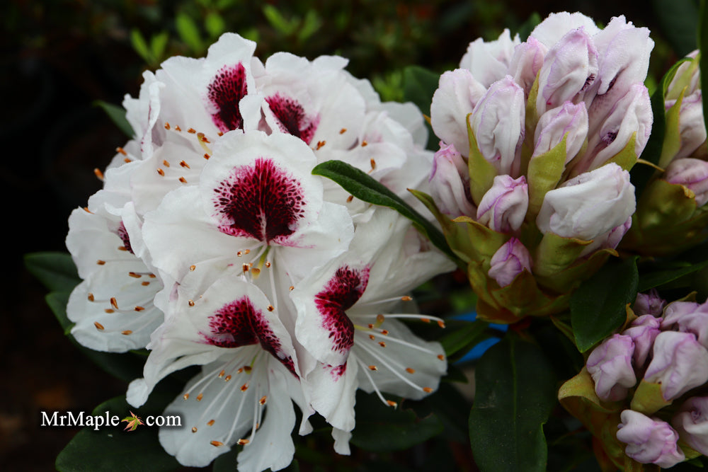 Rhododendron 'Sapporo' Evergreen White Blooms