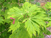 - FOR PICKUP ONLY | Acer japonicum 'Mai kujaku' Dancing Peacock Japanese Maple | DOES NOT SHIP - Mr Maple │ Buy Japanese Maple Trees
