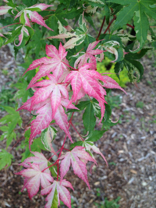 FOR PICKUP ONLY | Acer palmatum 'Oridono nishiki' Pink Variegated Japanese Maple | DOES NOT SHIP