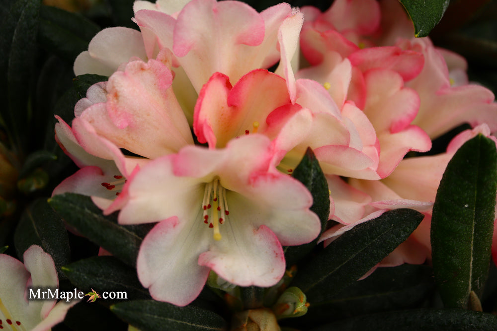Rhododendron 'Silver Skies' Pink Blooms