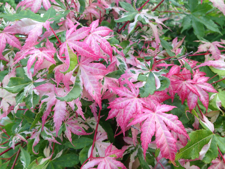 FOR PICKUP ONLY | Acer palmatum 'Oridono nishiki' Pink Variegated Japanese Maple | DOES NOT SHIP