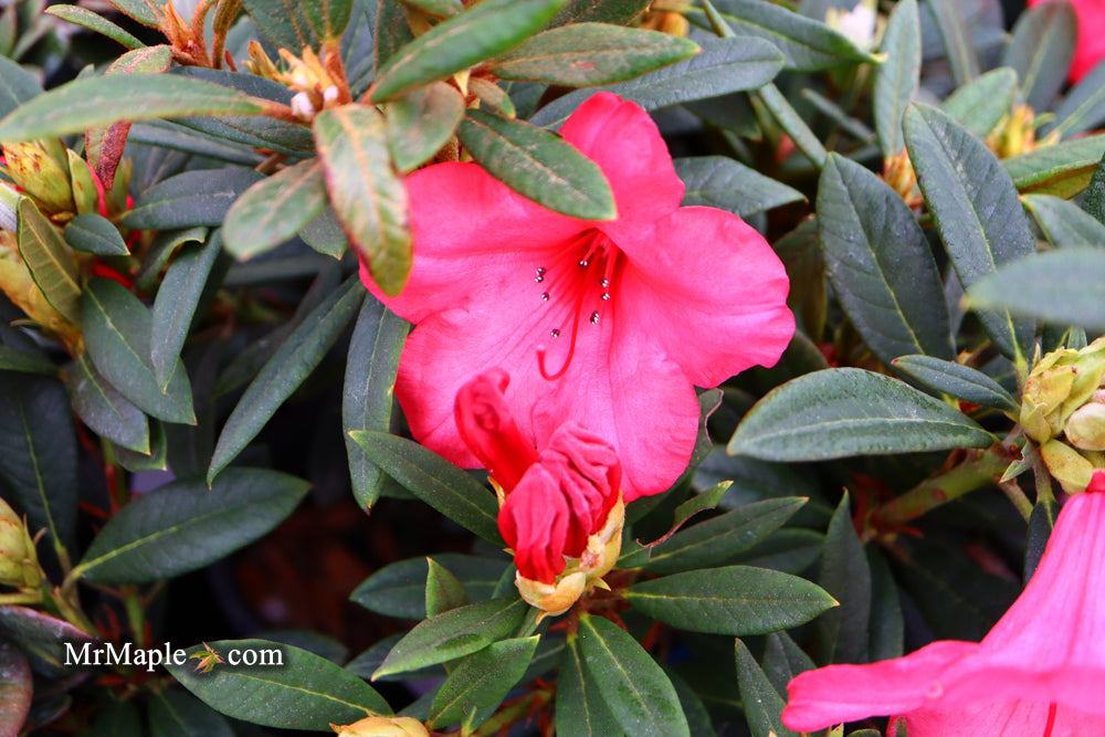 Rhododendron 'Elizabeth' Red Blooms