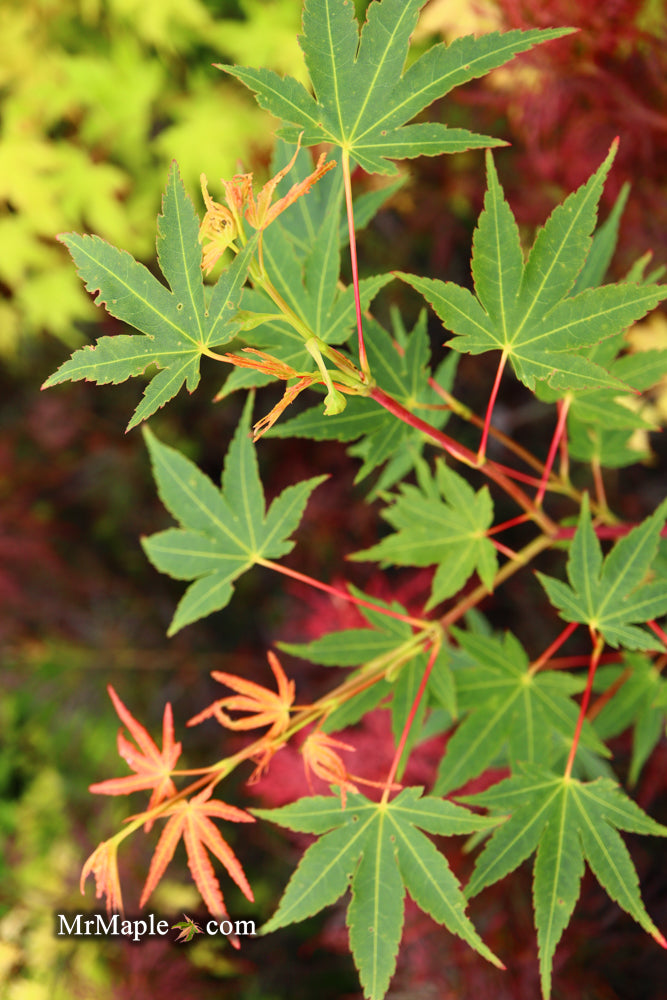 - Acer palmatum 'Wildfire' Coral bark Winter Interest Japanese Maple - Mr Maple │ Buy Japanese Maple Trees