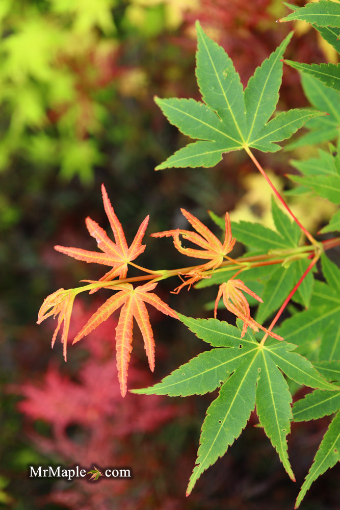 - Acer palmatum 'Wildfire' Coral bark Winter Interest Japanese Maple - Mr Maple │ Buy Japanese Maple Trees