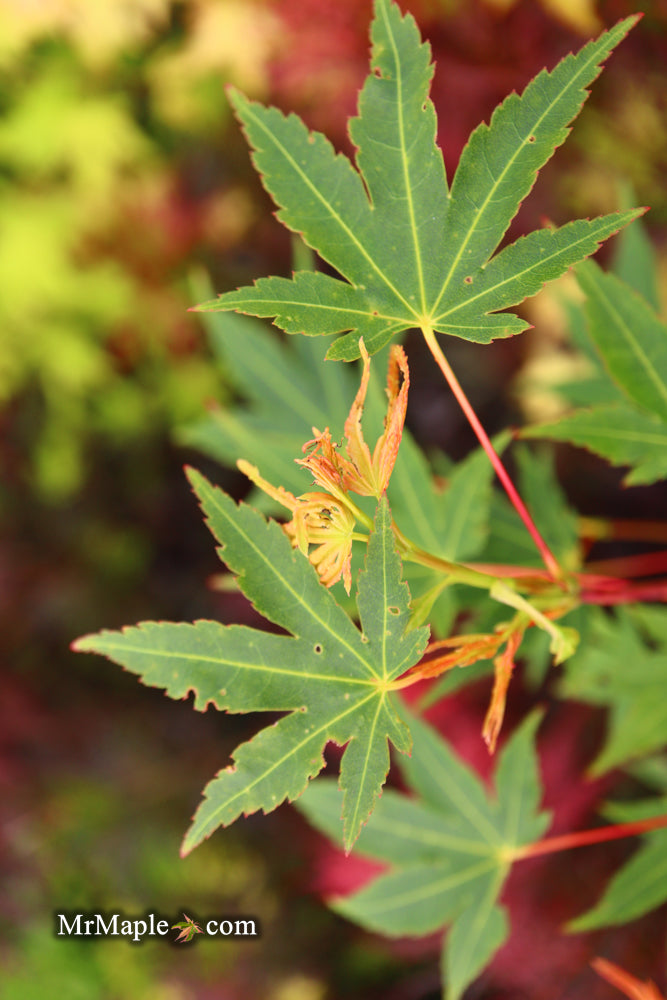 - Acer palmatum 'Wildfire' Coral bark Winter Interest Japanese Maple - Mr Maple │ Buy Japanese Maple Trees