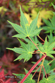 - Acer palmatum 'Wildfire' Coral bark Winter Interest Japanese Maple - Mr Maple │ Buy Japanese Maple Trees