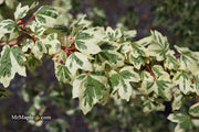 - Acer campestre 'Carnival' White Variegated Maple - Mr Maple │ Buy Japanese Maple Trees