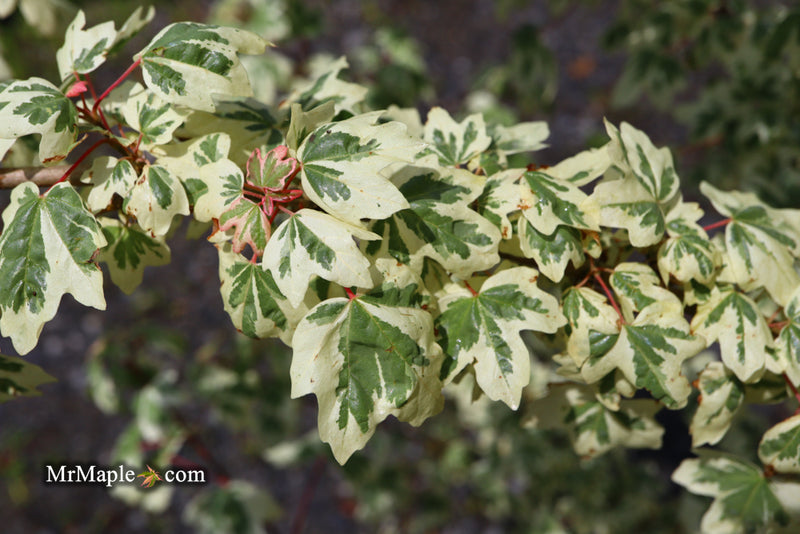 - Acer campestre 'Carnival' White Variegated Maple - Mr Maple │ Buy Japanese Maple Trees