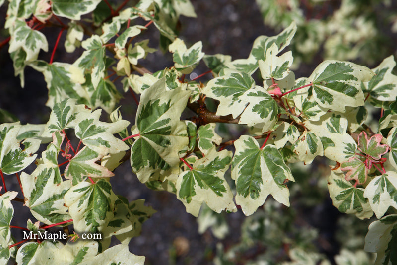- Acer campestre 'Carnival' White Variegated Maple - Mr Maple │ Buy Japanese Maple Trees
