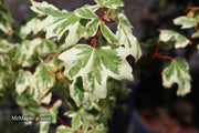 - Acer campestre 'Carnival' White Variegated Maple - Mr Maple │ Buy Japanese Maple Trees