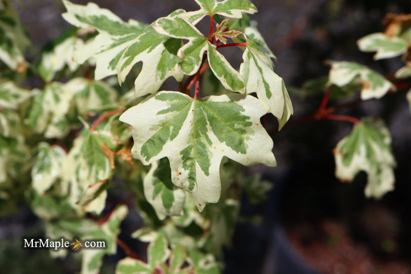 - FOR PICK UP ONLY | Acer campestre 'Carnival' White Variegated Maple | DOES NOT SHIP - Mr Maple │ Buy Japanese Maple Trees