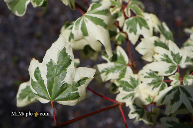 - FOR PICK UP ONLY | Acer campestre 'Carnival' White Variegated Maple | DOES NOT SHIP - Mr Maple │ Buy Japanese Maple Trees